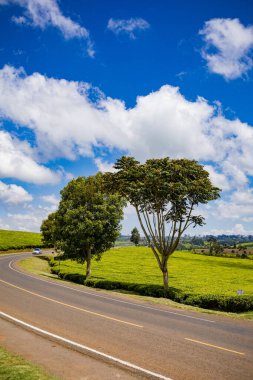 Kenya 'da yeşil tarlalar ve ağaçlar