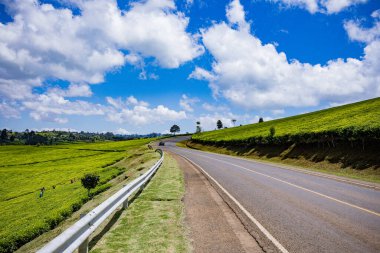 güzel yeşil çay plantasyon manzara
