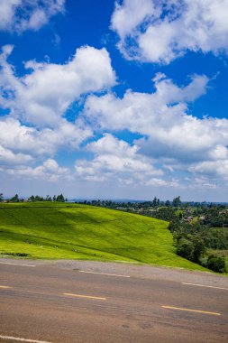 Parkta yeşil çimenler