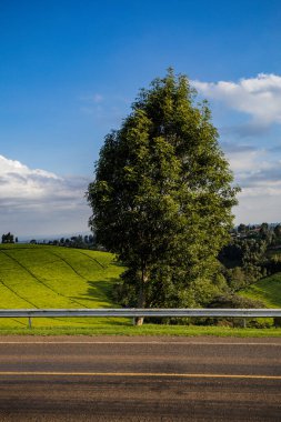 Ağaçlarla kaplı güzel bir manzara.