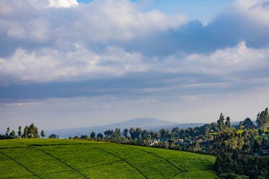 Kerala Hindistan, Güney Batı Asya 'da çay tarlaları olan güzel yeşil çay tarlaları. Çay tarlalarındaki yeşil çay tarlası
