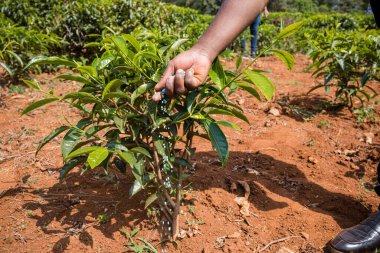 Çiftçi yeşil bir bitki dikiyor.