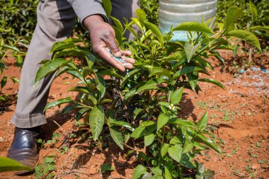 Yeşil bitkiler eken çiftçi