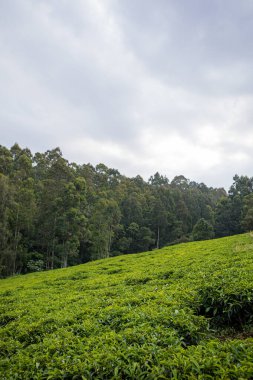Malezya 'da çay tarlası