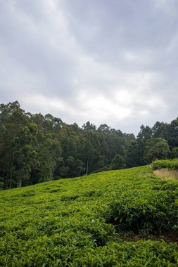 Cameron Highlands, Malezya 'daki çay çiftliği.