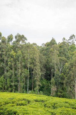 Sri Lanka 'daki yeşil çay tarlası