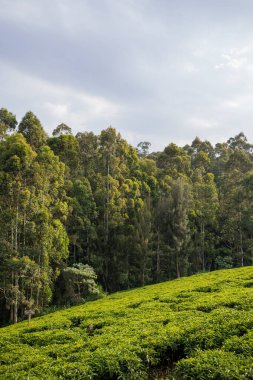 Sabah çay çiftliği.