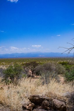 Çöldeki ölü ağacın manzarası