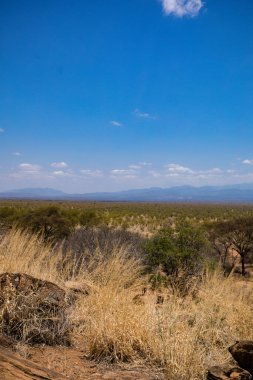 Dağlarda bir ağacı olan güzel bir manzara.