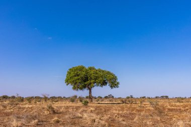 Kenya savanındaki ağaç