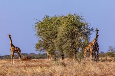Güney Afrika Kruger Park 'ında zürafalar