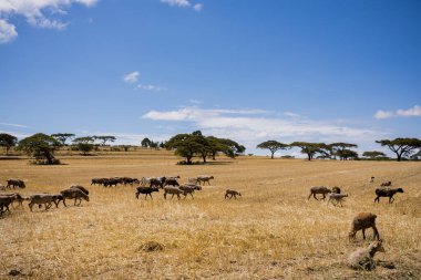 Koyun sürüsü tarlada