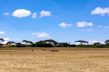 Tarlada tanınmayan bir kadının güzel bir fotoğrafı.