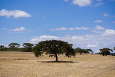 Tarlada yapayalnız ağaç