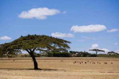 Afrika Savanası, Kenya, Ulusal Park