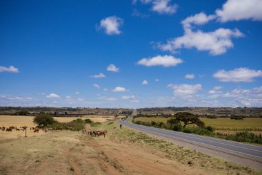 Kırsaldaki yeşil çimlerde otlayan inekler.