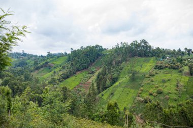 Sri Lanka 'daki yeşil çay tarlası