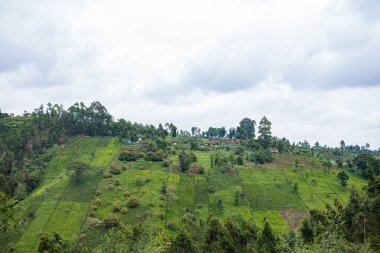 Sri Lanka, Asya 'daki güzel yeşil çay çiftliği.