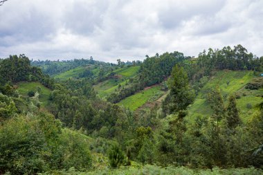 Dağlardaki güzel yeşil dağ. Sri Lanka, yüksek kaliteli fotoğraf.
