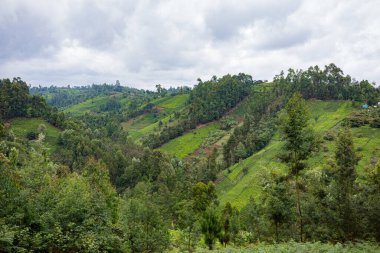 Dağların güzel yeşil manzarası