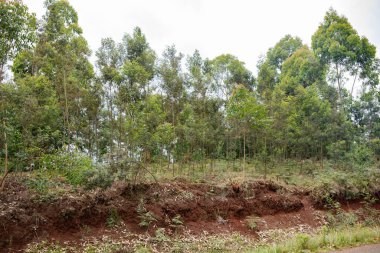 Kırsal bölgede yol