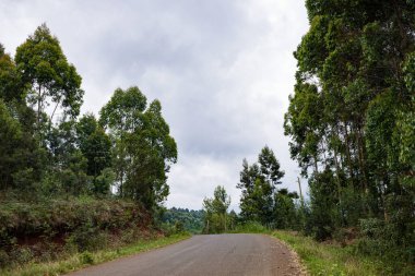Ormanın ortasında ağaçlar ve çalılar olan toprak yol.