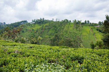 Cameron Highlands, Malezya 'daki yeşil çay çiftliği..