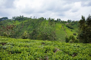 Ormandaki yeşil çay tarlası