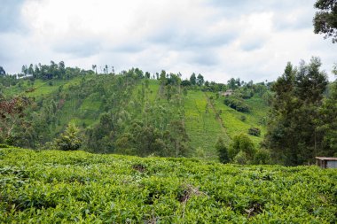 Sabahları dağdaki çay tarlasında.