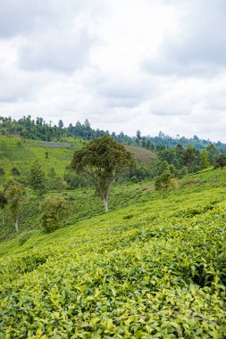 Sri Lanka 'da mavi çay ağaçları olan çay çiftliği.