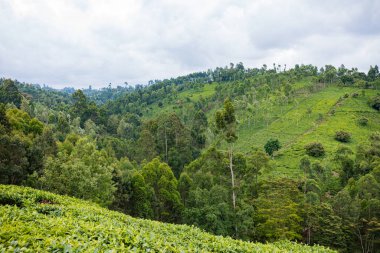 Dağlarda yeşil tarlalar