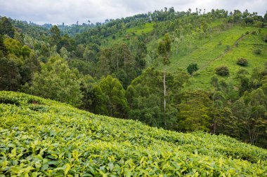 çay plantasyon içinde munnar, Hindistan