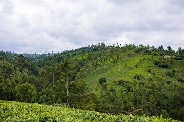 Sri Lanka 'da yeşil çay tarlası, çay tarlası..