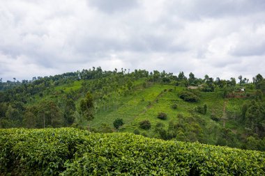 Sri Lanka 'daki güzel çay tarlaları. Çay çiftliği.