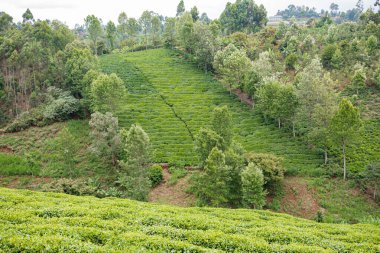 Munnar, Sri Lanka 'daki yeşil çay çiftliği.
