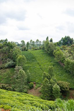 dağlarda yeşil plantasyon