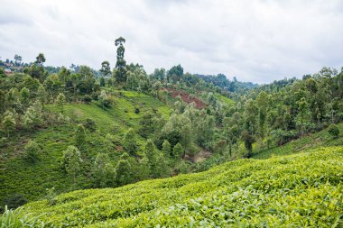 Munnar 'daki çay çiftliği, Kerala, Hindistan