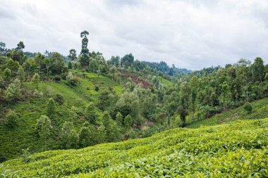 Sri Lanka 'daki yeşil çay çiftliği.