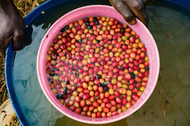 pazarda taze kırmızı meyveler