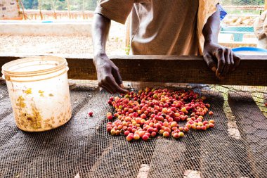 Bir sepet taze kahve çekirdeğini tutan el.