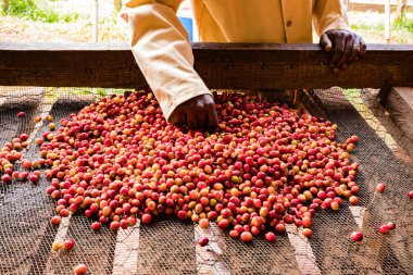 Kahve çekirdeği toplayan işçi.