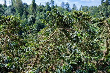 Dağlık arazideki kahve tarlası.