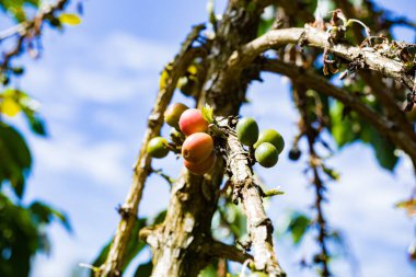 Ağaçta olgun papaya