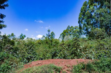 Kenya Fotoğrafçılar: Antony Trivet Fotoğrafçılık