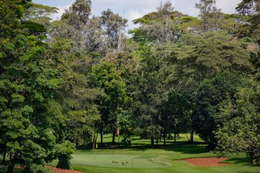 Ormandaki golf sahası