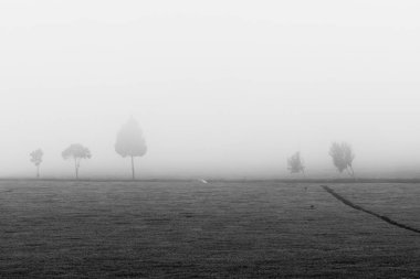 Sis ile ağaçların gri tonlu bir görüntüsü.