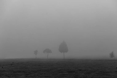 Ormanda sisli bir sabah