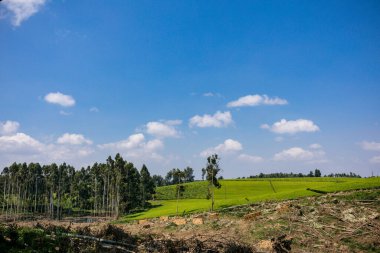 Güzel bir manzara Ağacı ve mavi gökyüzü