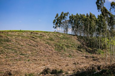 Brezilya 'daki pirinç tarlalarının manzarası