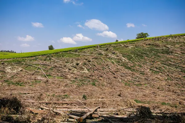 Toprağın ortasındaki kuru çatlak toprak..